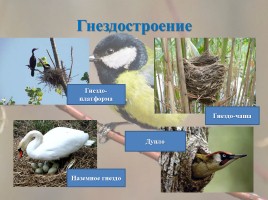 Интегрированный урок «Годовой жизненный цикл и сезонные явления в жизни птиц», слайд 13