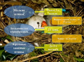 Интегрированный урок «Годовой жизненный цикл и сезонные явления в жизни птиц», слайд 15