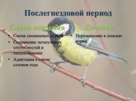 Интегрированный урок «Годовой жизненный цикл и сезонные явления в жизни птиц», слайд 21