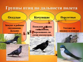 Интегрированный урок «Годовой жизненный цикл и сезонные явления в жизни птиц», слайд 23