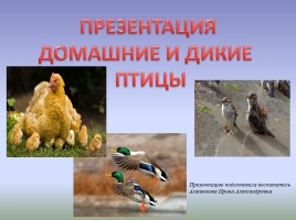 Домашние и дикие птицы, слайд 1