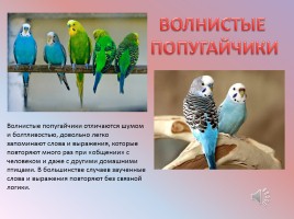 Домашние и дикие птицы, слайд 24