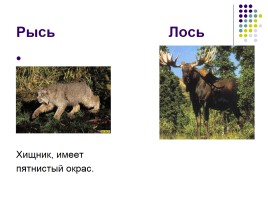Животный мир лесной зоны, слайд 4