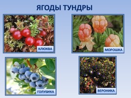 Природные зоны России: Тундра, слайд 10