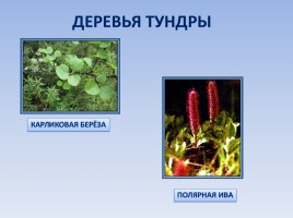 Природные зоны России: Тундра, слайд 11