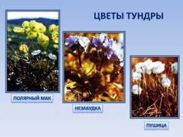 Природные зоны России: Тундра, слайд 12