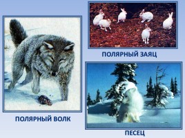 Природные зоны России: Тундра, слайд 14