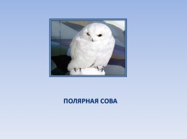 Природные зоны России: Тундра, слайд 16