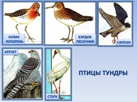 Природные зоны России: Тундра, слайд 18
