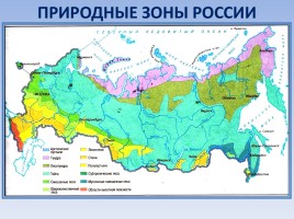 Природные зоны России: Тундра, слайд 2