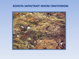 Природные зоны России: Тундра, слайд 9