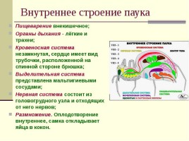 Класс Паукообразные, слайд 7