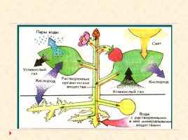 Растение - целостный организм, слайд 3