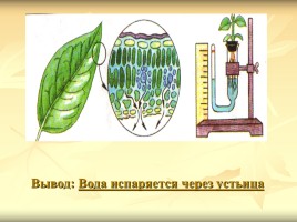 Испарение воды растениями - Листопад, слайд 13