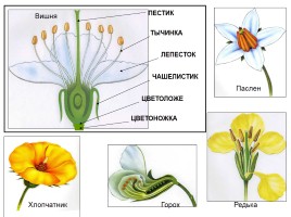 Цветок - орган семенного размножения, слайд 4