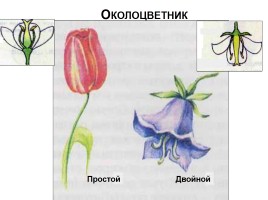 Цветок - орган семенного размножения, слайд 6