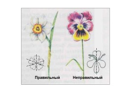 Цветок - орган семенного размножения, слайд 7