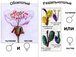 Цветок - орган семенного размножения, слайд 9