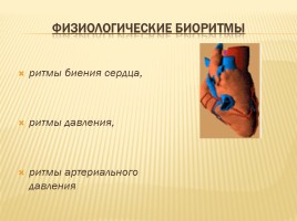 Биоритмы человека, слайд 4