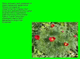 Биологический турнир «Удивительный мир растений», слайд 53