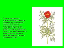 Биологический турнир «Удивительный мир растений», слайд 56