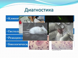 Бешенство - Rabies, слайд 31