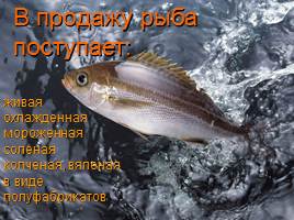 Рыба и морепродукты, слайд 10
