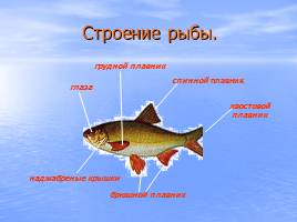 Рыба и морепродукты, слайд 8