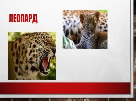 Редкие и исчезающие животные занесённые в Красную Книгу РФ, слайд 11