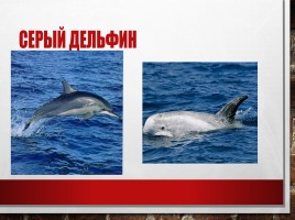 Редкие и исчезающие животные занесённые в Красную Книгу РФ, слайд 15