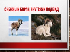 Редкие и исчезающие животные занесённые в Красную Книгу РФ, слайд 16