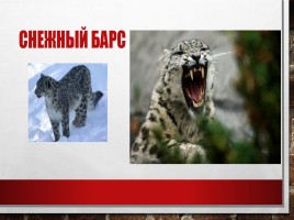 Редкие и исчезающие животные занесённые в Красную Книгу РФ, слайд 17