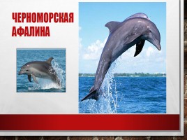 Редкие и исчезающие животные занесённые в Красную Книгу РФ, слайд 18