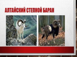 Редкие и исчезающие животные занесённые в Красную Книгу РФ, слайд 2