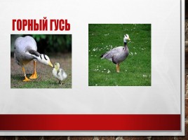 Редкие и исчезающие животные занесённые в Красную Книгу РФ, слайд 20