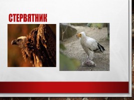 Редкие и исчезающие животные занесённые в Красную Книгу РФ, слайд 25