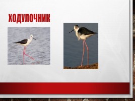 Редкие и исчезающие животные занесённые в Красную Книгу РФ, слайд 26