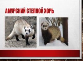 Редкие и исчезающие животные занесённые в Красную Книгу РФ, слайд 3