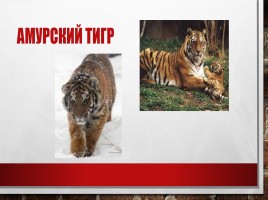 Редкие и исчезающие животные занесённые в Красную Книгу РФ, слайд 4