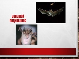 Редкие и исчезающие животные занесённые в Красную Книгу РФ, слайд 5