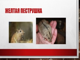Редкие и исчезающие животные занесённые в Красную Книгу РФ, слайд 6
