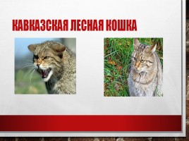 Редкие и исчезающие животные занесённые в Красную Книгу РФ, слайд 8