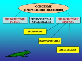 Основные направления эволюционного процесса, слайд 9