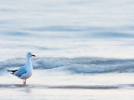 Релаксирующая презентация «Море», слайд 8