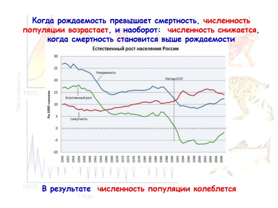 Численность организма