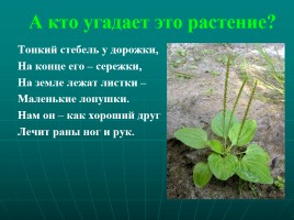 Целебные растения, слайд 9