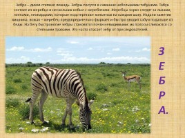 Животные Африки, слайд 13