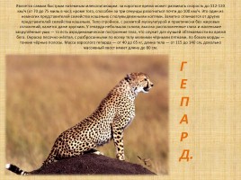 Животные Африки, слайд 16