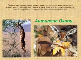 Животные Африки, слайд 9