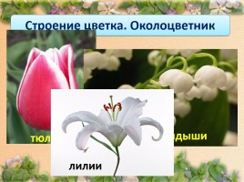 Строение цветка, слайд 10